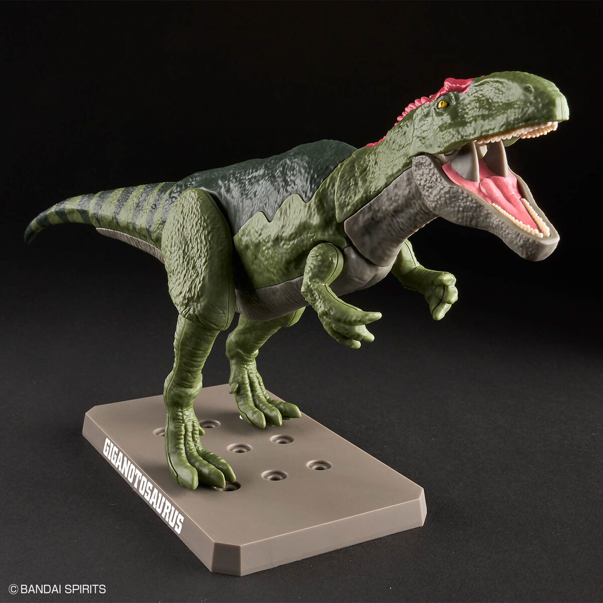 Mô hình lắp ráp khủng long Plannosaurus Giganotosaurus - BANDAI