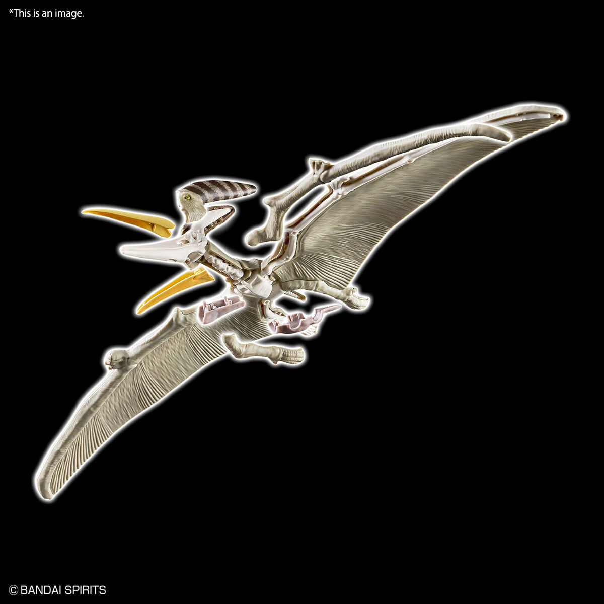 Mô hình lắp ráp khủng long Plannosaurus Pteranodon - BANDAI